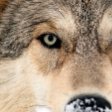 wolf king